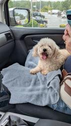 Lost Female Dog last seen Rink Dam Road /Riverhills Court, Taylorsville, NC 28681