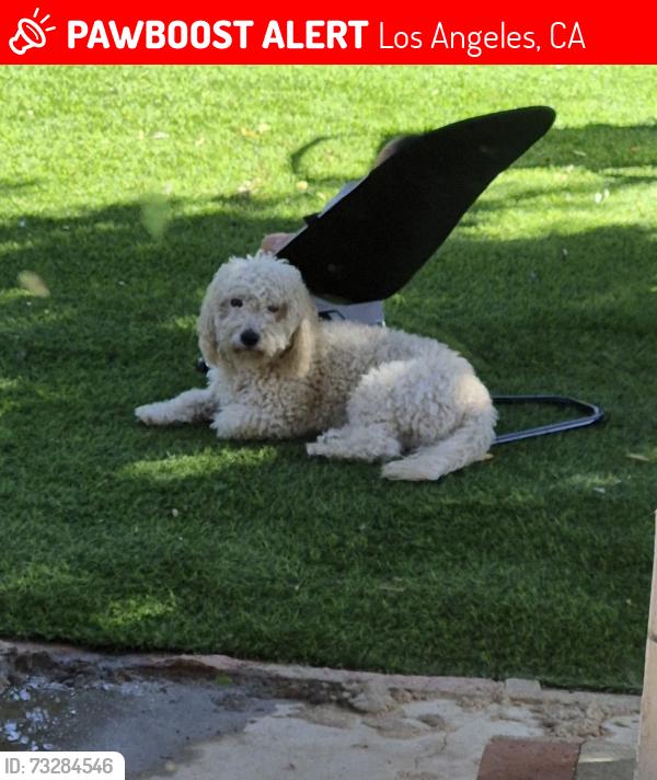 Lost Male Dog last seen Near Cranston Ave Sylmar CA, Los Angeles, CA 91342