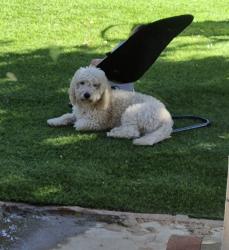 Lost Male Dog last seen Near Cranston Ave Sylmar CA, Los Angeles, CA 91342