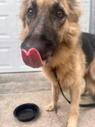 Found/Stray Unknown Dog last seen Windsor Pl and Forest Park, Fort Worth, TX 76110