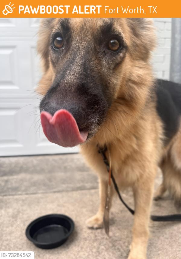 Found/Stray Unknown Dog last seen Windsor Pl and Forest Park, Fort Worth, TX 76110