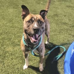 Shelter Stray Male Dog last seen , Animal Care & Control Team of Philly, 111 W Hunting Park Ave, Philadelphia, PA 19140, USA