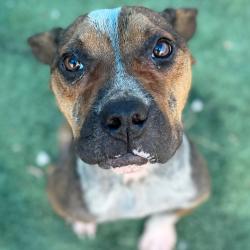 Shelter Stray Female Dog last seen , 2350 Appling City Cove, Memphis, TN 38133, USA