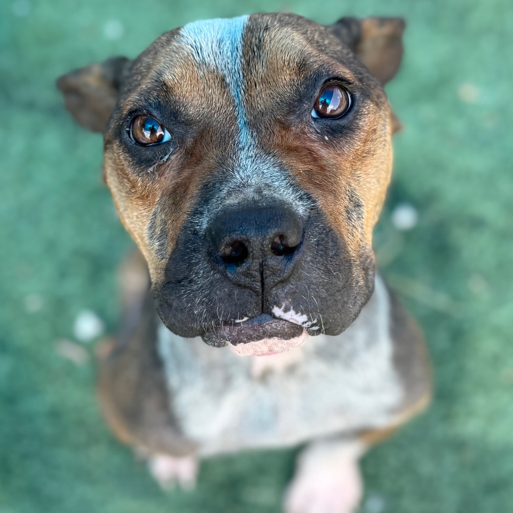Shelter Stray Female Dog last seen , 2350 Appling City Cove, Memphis, TN 38133, USA