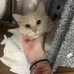 Shelter Stray Male Cat last seen , 328 Furman Hall Rd, Greenville, SC 29609, USA