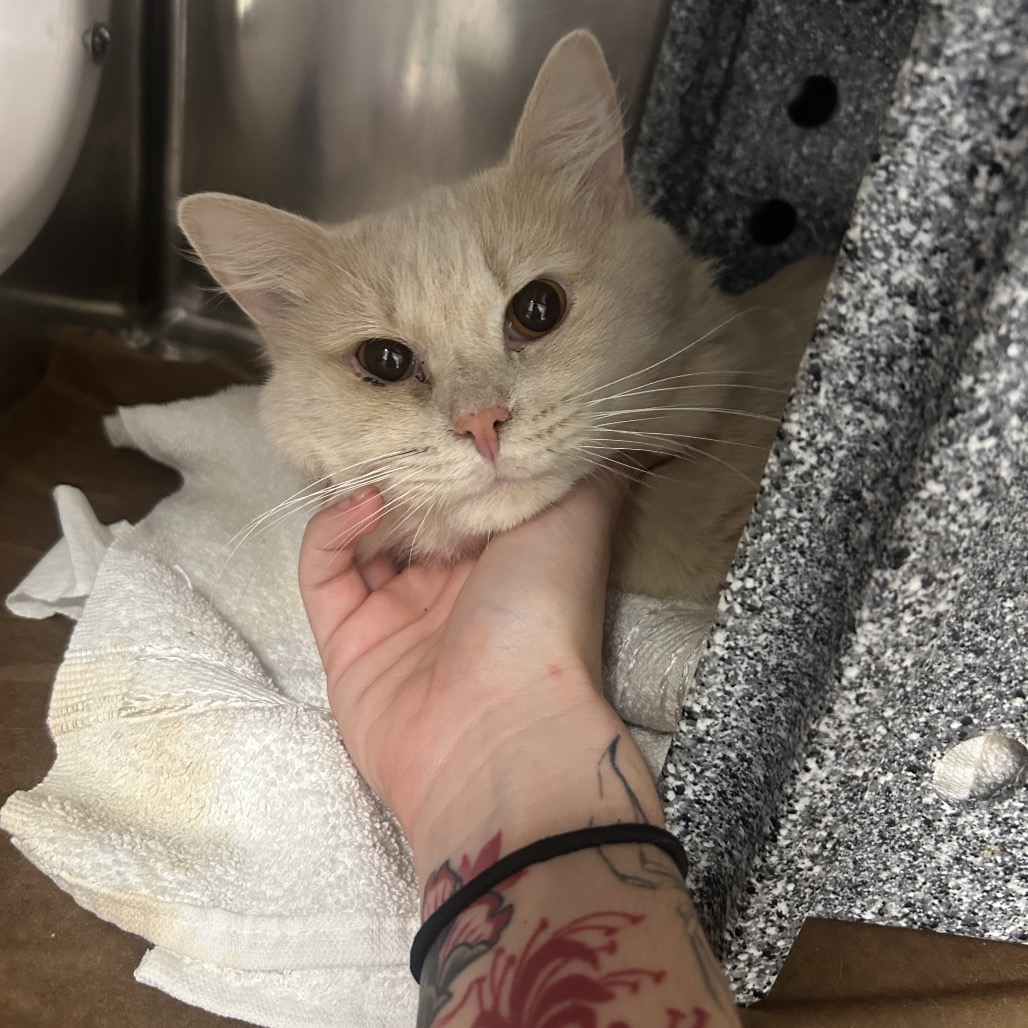 Shelter Stray Male Cat last seen , 328 Furman Hall Rd, Greenville, SC 29609, USA