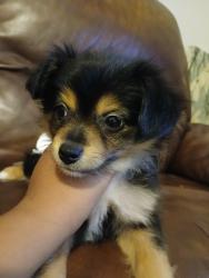 Reunited Male Dog last seen 24th st Winston salem NC 27105, Winston-Salem, NC 27105