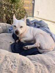 Found/Stray Female Dog last seen Floral and Gage, Los Angeles, CA 90063