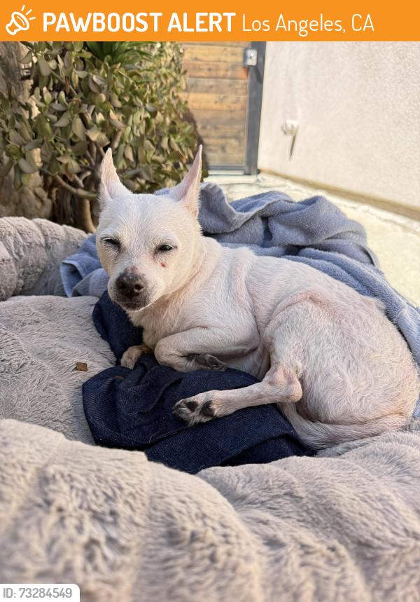 Found/Stray Female Dog last seen Floral and Gage, Los Angeles, CA 90063