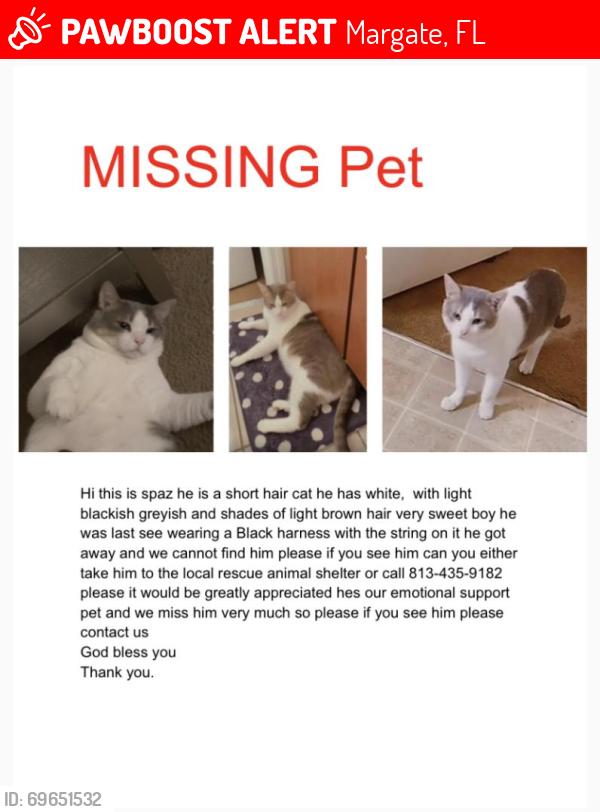 Lost Male Cat last seen Grande oaks apmts, Margate, FL 33063