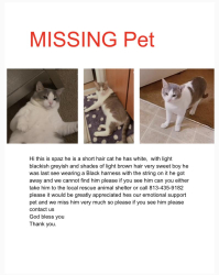 Lost Male Cat last seen Grande oaks apmts, Margate, FL 33063