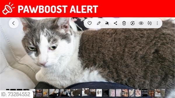 Lost Male Cat last seen Prince rd, San Jose, Saint Augustine South, FL 32086