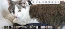 Lost Male Cat last seen Prince rd, San Jose, Saint Augustine South, FL 32086