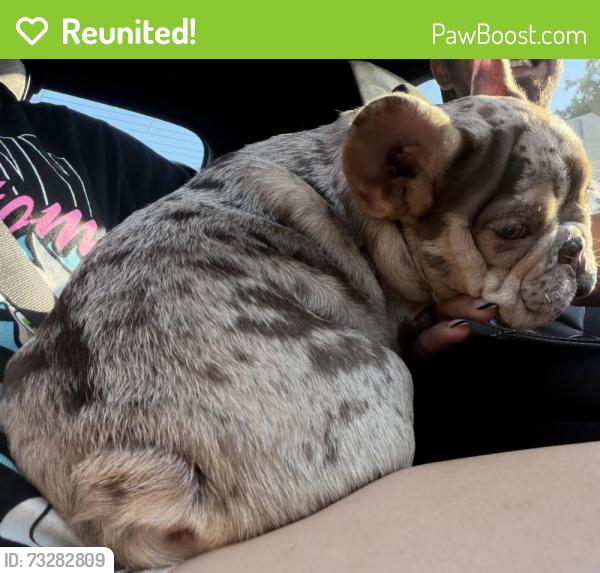 Reunited Male Dog last seen hwy 121 and beach street, Haltom City, TX 76117