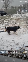 Reunited Male Dog last seen Stoney point, Kings Mountain, NC 28086