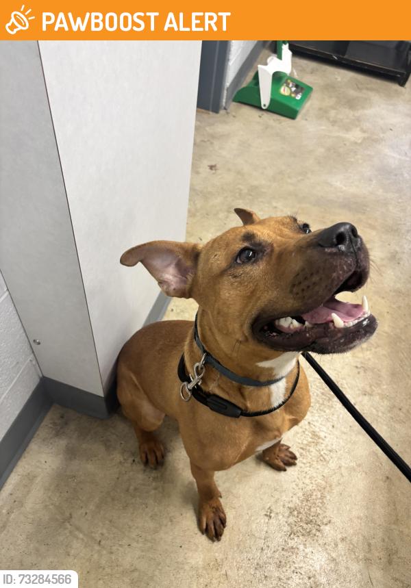 Found/Stray Male Dog last seen Lankenau hosp, Lower Merion Township, PA 19151