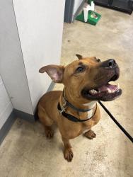 Found/Stray Male Dog last seen Lankenau hosp, Lower Merion Township, PA 19151