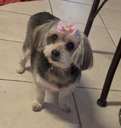 Lost Female Dog last seen Jupiter and Ridgemont, Allen, TX 75002