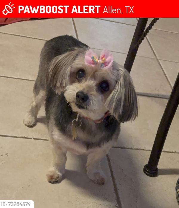 Lost Female Dog last seen Jupiter and Ridgemont, Allen, TX 75002