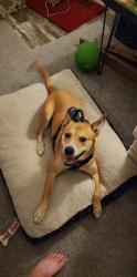 Reunited Male Dog last seen Morris Road, Georgetown, KY 40324