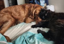 Reunited Male Cat last seen McIntyre rd, Wingate, NC 28174