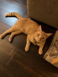 Lost Male Cat last seen Darrington and Roslyn, Horizon City, TX 79928