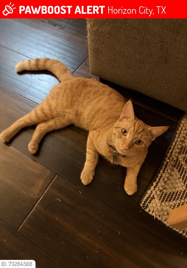 Lost Male Cat last seen Darrington and Roslyn, Horizon City, TX 79928