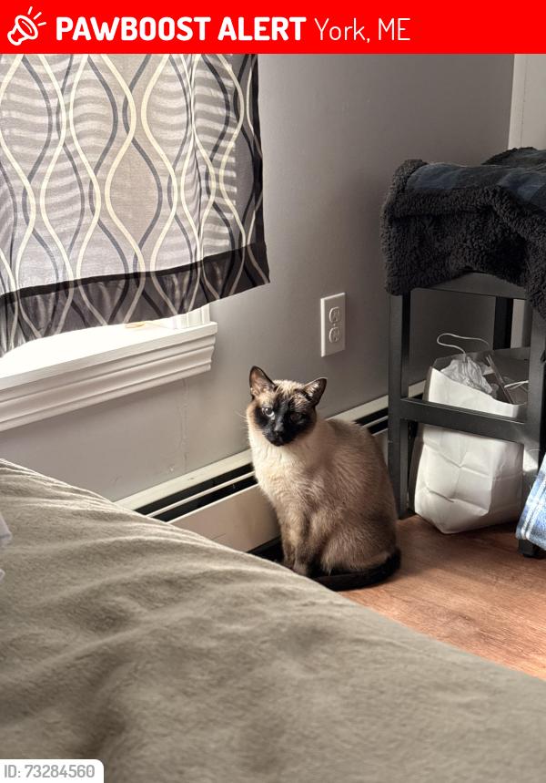 Lost Male Cat last seen Route 1 cape Neddick, York, ME 03902