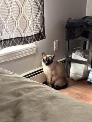 Lost Male Cat last seen Route 1 cape Neddick, York, ME 03902
