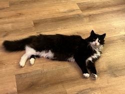 Lost Male Cat last seen Taft & Honeymoon Bay Rd, Freeland, WA 98249