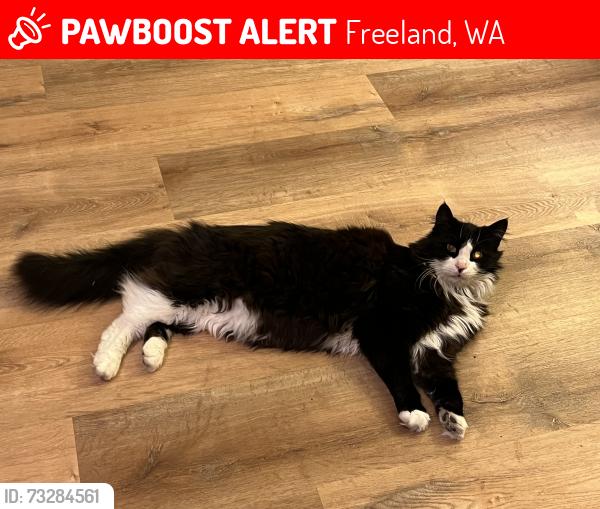 Lost Male Cat last seen Taft & Honeymoon Bay Rd, Freeland, WA 98249