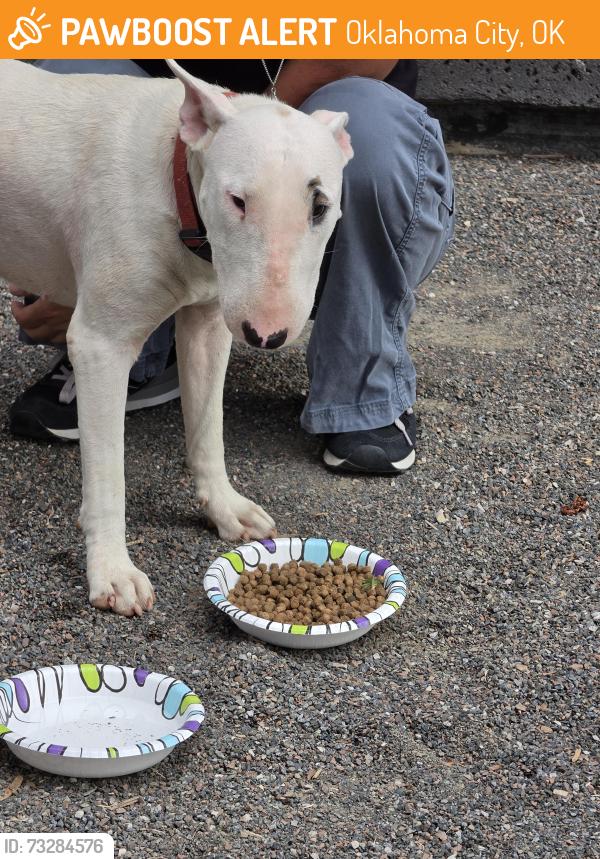 Found/Stray Female Dog last seen Northcare, Oklahoma City, OK 73107