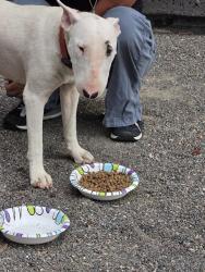 Found/Stray Female Dog last seen Northcare, Oklahoma City, OK 73107