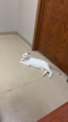 Lost Male Cat last seen S 29th n Hayes, Milwaukee, WI 53215