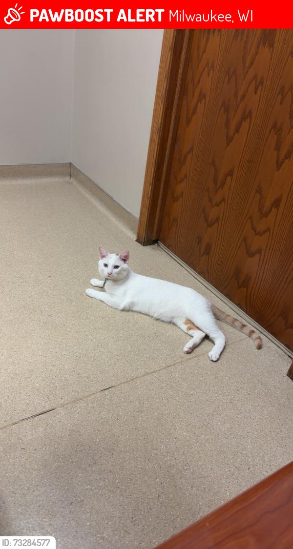 Lost Male Cat last seen S 29th n Hayes, Milwaukee, WI 53215