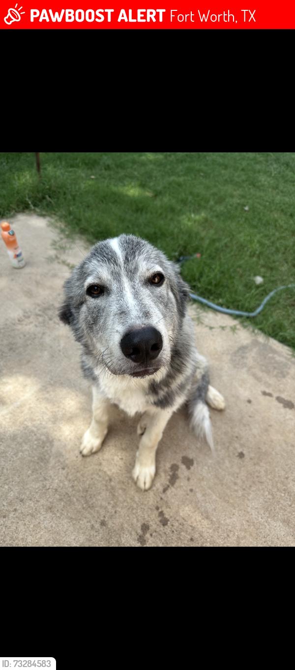 Lost Male Dog last seen Ran out the back of dirty river bottom pub into wooded area with harness and leash, Fort Worth, TX 76120