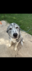 Lost Male Dog last seen Ran out the back of dirty river bottom pub into wooded area with harness and leash, Fort Worth, TX 76120