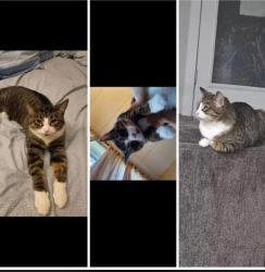 Lost Male Cat last seen Harrow st, Wellington cres, Winnipeg, MB 
