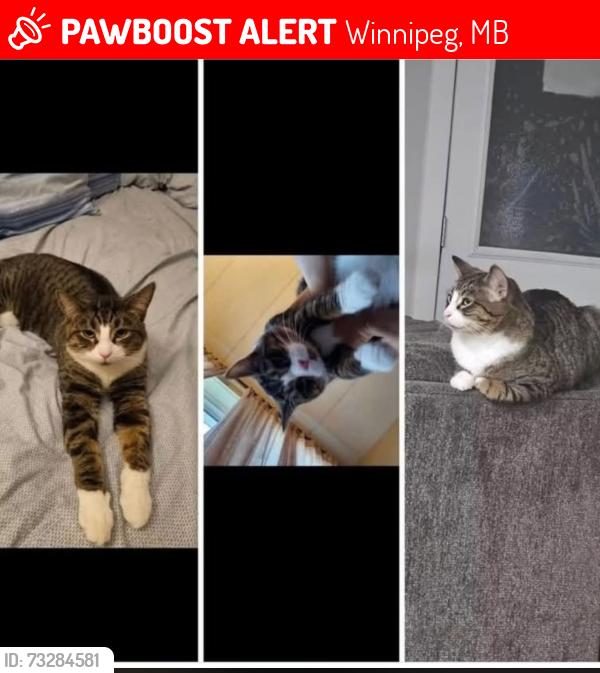 Lost Male Cat last seen Harrow st, Wellington cres, Winnipeg, MB 