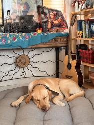 Lost Male Dog last seen Alamo rd and trenton, Edinburg, TX 78542