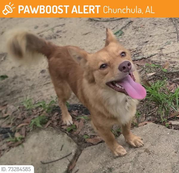 Found/Stray Male Dog last seen Lott and Lott Cemetery, Chunchula, AL 36521