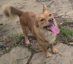 Found/Stray Male Dog last seen Lott and Lott Cemetery, Chunchula, AL 36521