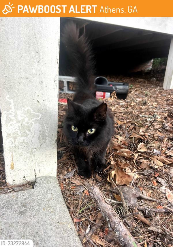 Found/Stray Female Cat last seen Near Driftmeier in 5 points!, Athens, GA 30602