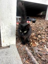 Found/Stray Female Cat last seen Near Driftmeier in 5 points!, Athens, GA 30602