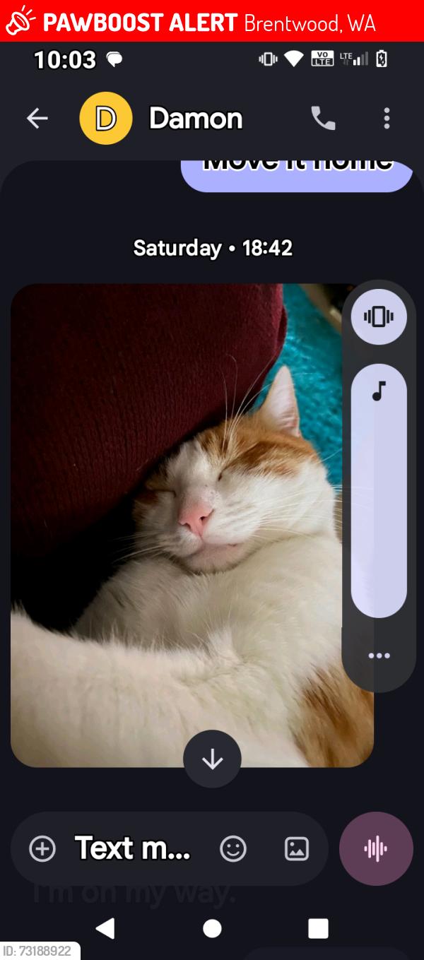 Lost Male Cat last seen Leach hwy and moolyeen Brentwood, Brentwood, WA 6153