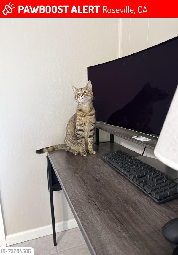 Lost Female Cat last seen Charleston and Parkview, Roseville, CA 95661