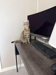 Lost Female Cat last seen Charleston and Parkview, Roseville, CA 95661
