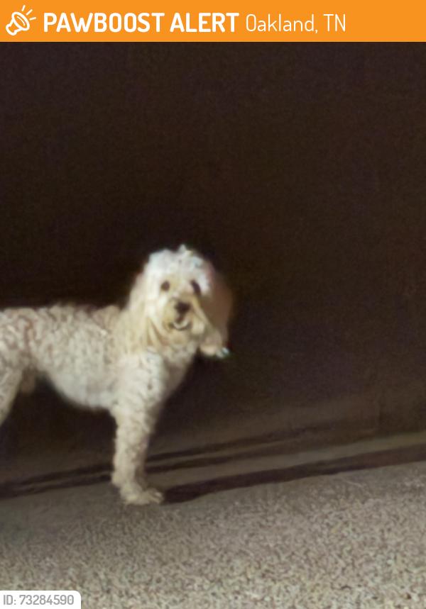 Found/Stray Unknown Dog last seen Misty Meadows Cove, Oakland, TN 38060