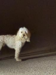Found/Stray Unknown Dog last seen Misty Meadows Cove, Oakland, TN 38060