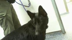 Shelter Stray Female Dog last seen CHARLOTTE, 8315 Byrum Dr, Charlotte, NC 28217, USA
